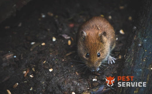 Дератизация в Усть-Илимске